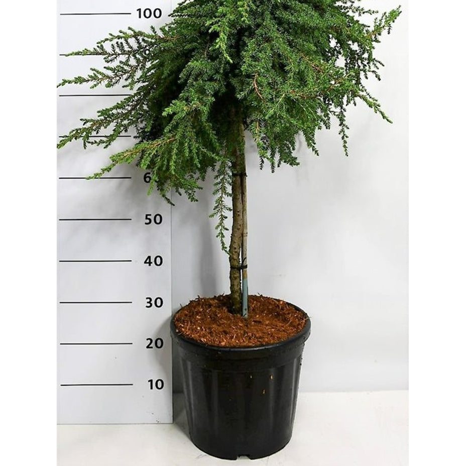 En – Juniperus communis 'Greenmantle' - C18 60 cm. Stam